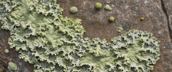 A detailed close up of green lichens growing on a textured rock surface, showcasing nature's intricate biodiversity