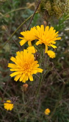 yellow dandelions in the grass