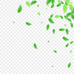 Light Green Plant Background Transparent Vector. Leaves Eucalyptus Frame. Creative Texture. Green Spring Design. Foliage Isolate.