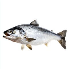 Naklejka premium Fresh Silver Salmon Isolated on White Background