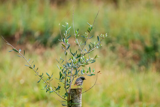 Oiseau perch&eacute; sur une brindille