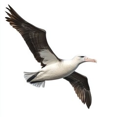 Black-browed Albatross in Flight Against a White Background