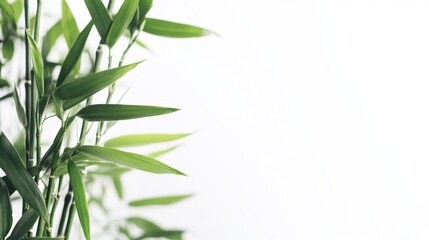 Fototapeta premium Bamboo leaves isolated on white background
