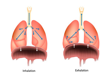Inhalation and Exhalation. Breathing process. Respiratory system Diaphragm.  Breathing in and Breathing out. Medical illustration.