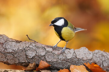 A cute great tit sits on a piece of a tree bark. Autumn scene with a titmouse. Parus major