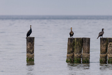 Cormorant sitting on the wooden breakwater. Baltic Sea, Poland.