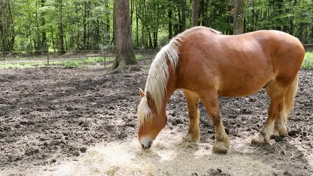 Cheval Comtois en train de manger son foin. Le Comtois est une race de chevaux de trait de taille moyenne de la Franche-Comt&eacute;. C'est 'un cheval de traction lourde en France.