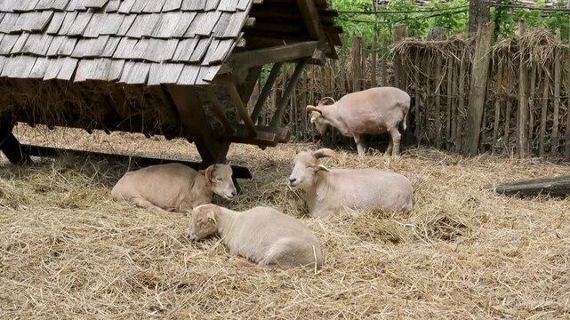 Ensemble de brebis et moutons &agrave; corne se reposant dans leur enclos allong&eacute;s sur la paille. 