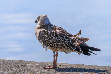 A lonely seagull stands and looks at the sea. Detailed photo. High quality photo. Bosphorus, Turkey, Istanbul.