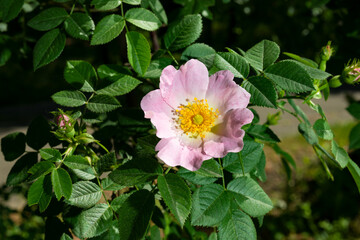 Pale pink dog rose flowers, rosa canina