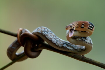 Copper-headed trinket snake
