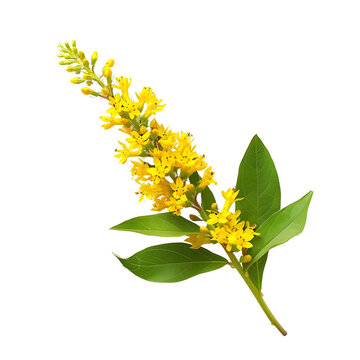 Goldenrod, beautiful flower