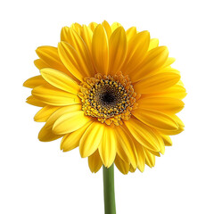 Naklejka premium Gerbera Daisy, beautiful flower