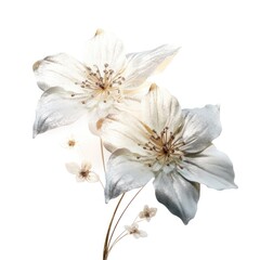 Obraz premium Elegant white floral art