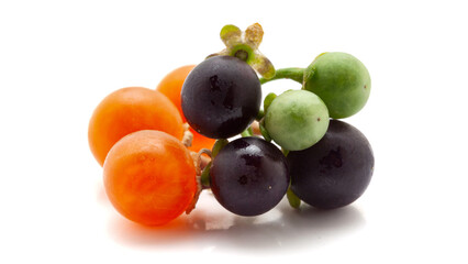Close-up of Fresh Organic Red, Black and green nightshade or Makoy (Solanum nigrum) fruits. Isolated on a white background.