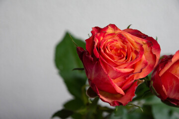 グラデーションカラーのばら