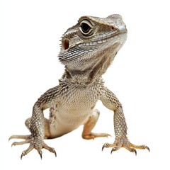 Obraz premium Close-up Portrait of a Bearded Dragon Lizard