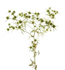 Isolated studio shot, plant Eryngium campestre, common name field eryngo on white background