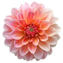 Fototapeta premium Dahlia, beautiful flower