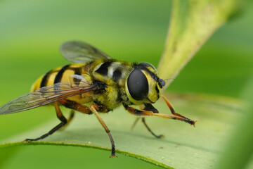 Natural detailed facial close up on a Batman or Deadhead hoverfly , Myathropa florea, on a green...