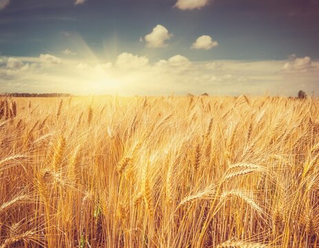 Primer plano de un trigal en verano con la luz del sol, nostalgia