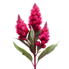 Celosia, beautiful flower