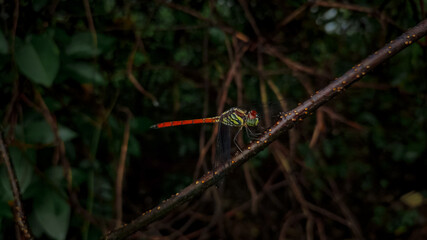 Lathrecista asiatica dragonfly on a stick.