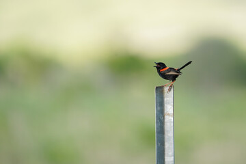 Red backed fairy wren bird singing on a fence with blurred countryside in the background