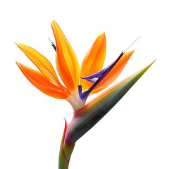 Bird of Paradise, beautiful flower