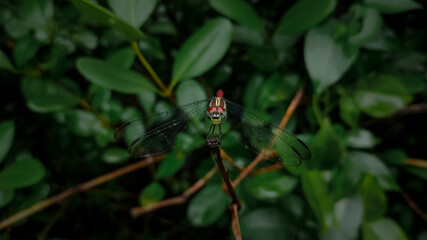 Lathrecista asiatica dragonfly on a stick front view.