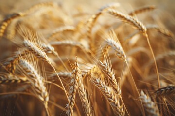 Fototapeta premium A detailed view of ripe wheat stalks on a sunny day