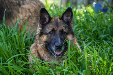 German Shepherd dog lying in tall green grass