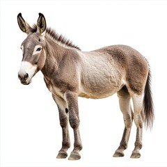 Obraz premium Standing Grey Donkey with White Background