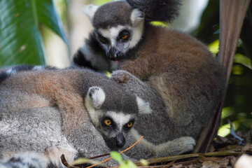 Pair of ring-tailed lemurs cuddling together in a forest, close-up wildlife portrait