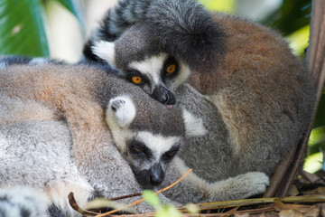 Pair of ring-tailed lemurs cuddling together in a forest, close-up wildlife portrait