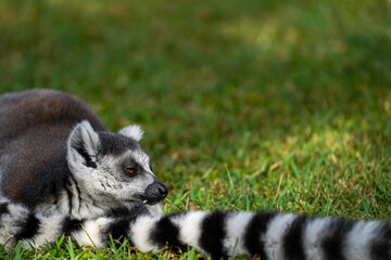 Ring-tailed lemur sleeping in the sun