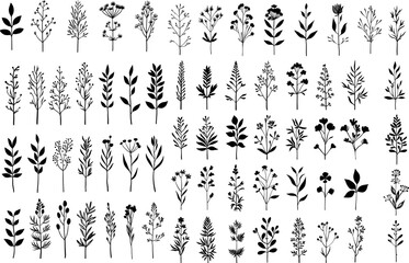 collection forest fern eucalyptus art foliage natural leaves herbs in line style. Decorative beauty elegant illustration for design hand drawn flower 