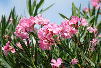 Fototapeta premium Pink oleander in the garden