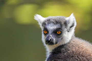 Ring-tailed lemur sitting on grass in sunlight, alert and looking back, wildlife portrait