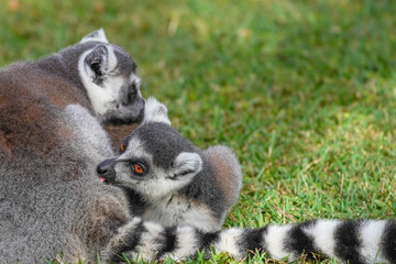 Two ring tailed lemurs grooming each other