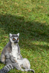 Ring-tailed lemur sitting on grass in sunlight, alert and looking back, wildlife portrait