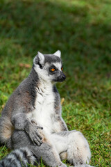 Ring-tailed lemur sitting on grass in sunlight, alert and looking back, wildlife portrait