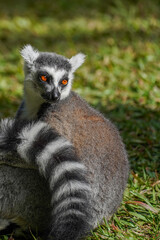Obraz premium Ring-tailed lemur sitting on grass in sunlight, alert and looking back, wildlife portrait