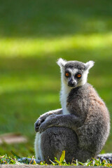 Ring-tailed lemur sitting on grass in sunlight, alert and looking back, wildlife portrait
