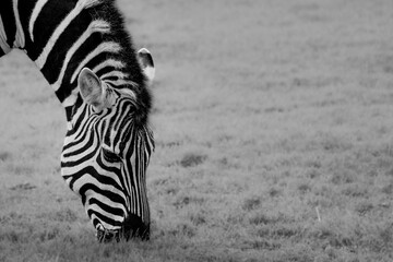 Black and white photo of a zebra grazing in a grassy field, minimalist wildlife scene