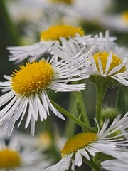 white flowers in the garden