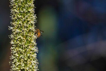 Honeybee approaching a tall white flower spike, close-up nature macro photography
