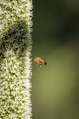 Honeybee approaching a tall white flower spike, close-up nature macro photography