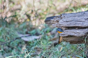 Spotted pardalote bird perched on a log in natural surroundings