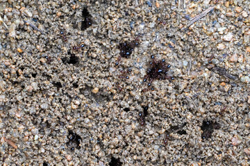 Close-up of a fire ants nest on sandy ground, detailed macro nature photography
